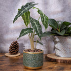 6 +4.4 Inch Cement Planter Decorative Pots with Drainage Hole for All House Plants, Succulents, Flowers, and Cactus (Green)