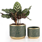 6 +4.4 Inch Cement Planter Decorative Pots with Drainage Hole for All House Plants, Succulents, Flowers, and Cactus (Green)